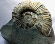 Australiceras jacki Ammonite