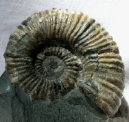 Australiceras Ammonite