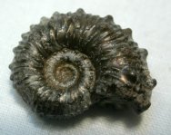 Kosmoceras Ammonite