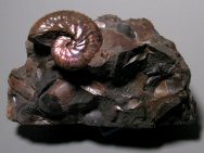 Iridescent Discoscaphites conradi Scaphite Fossil