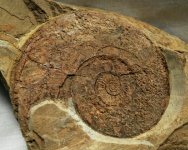 Paraceltites Permian Ammonite