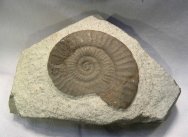 Devonian Ammonite