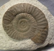 Devonian Ammonite