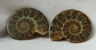 Cleoniceras besairei Ammonite