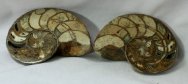Nautiloid Fossil from Madagascar
