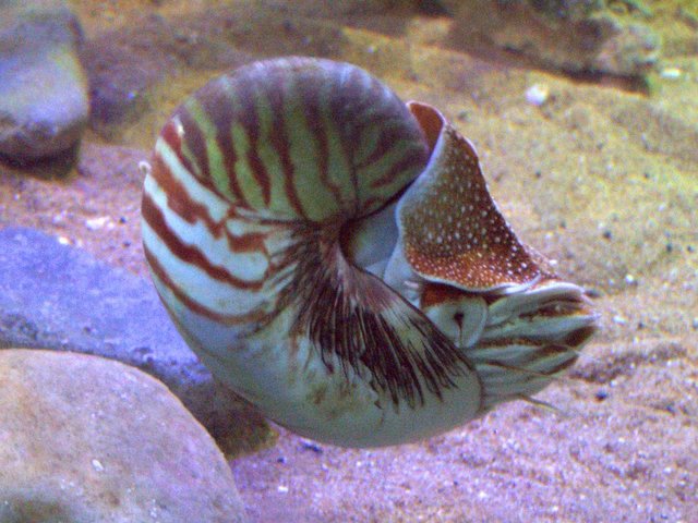 Living Nautilus