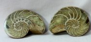 Fossil Nautiloid