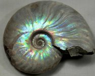 Iridescent Cleoniceras Ammonite