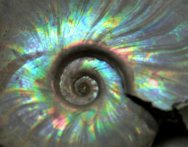 Cleoniceras besaiei Ammonite