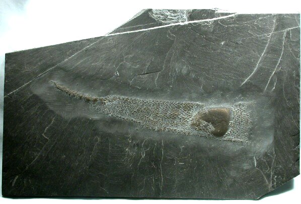 Bundenbach Glass Sponge Fossil
