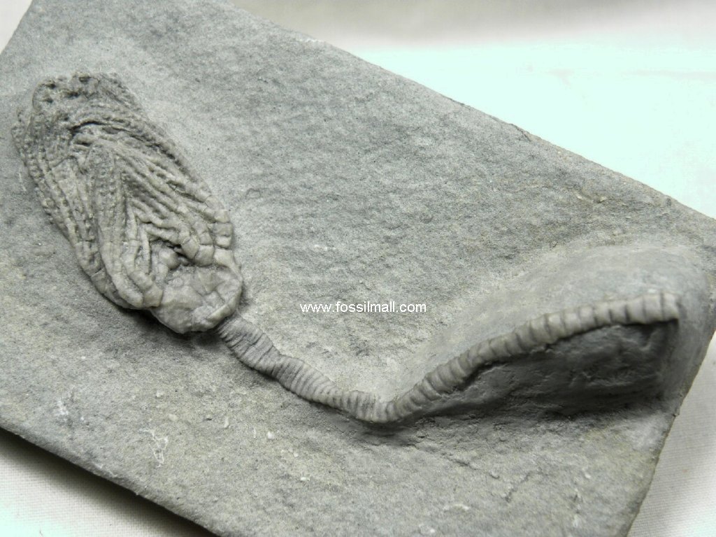 Platycrinites Crawfordsville Crinoid