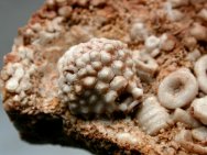 Camerate Crinoid and Blastoid Association