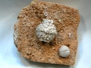 Camerate Crinoid and Blastoid Association