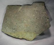 Brittlestar Fossils