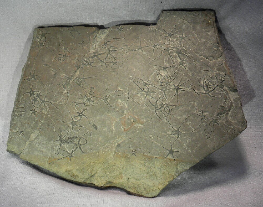 Jurassic Brittlestar Fossils
