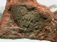 Scyphocrinites Camerate Crinoid Fossil