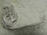 Cyathocrinites Crinois Fossil