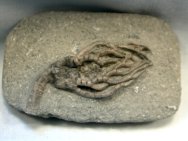 Cyathocrinites Crinoid Fossil