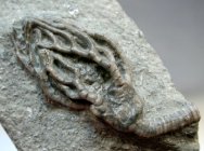 Cyathocrinites multibrachiatus Crinoid from Crawfordsville