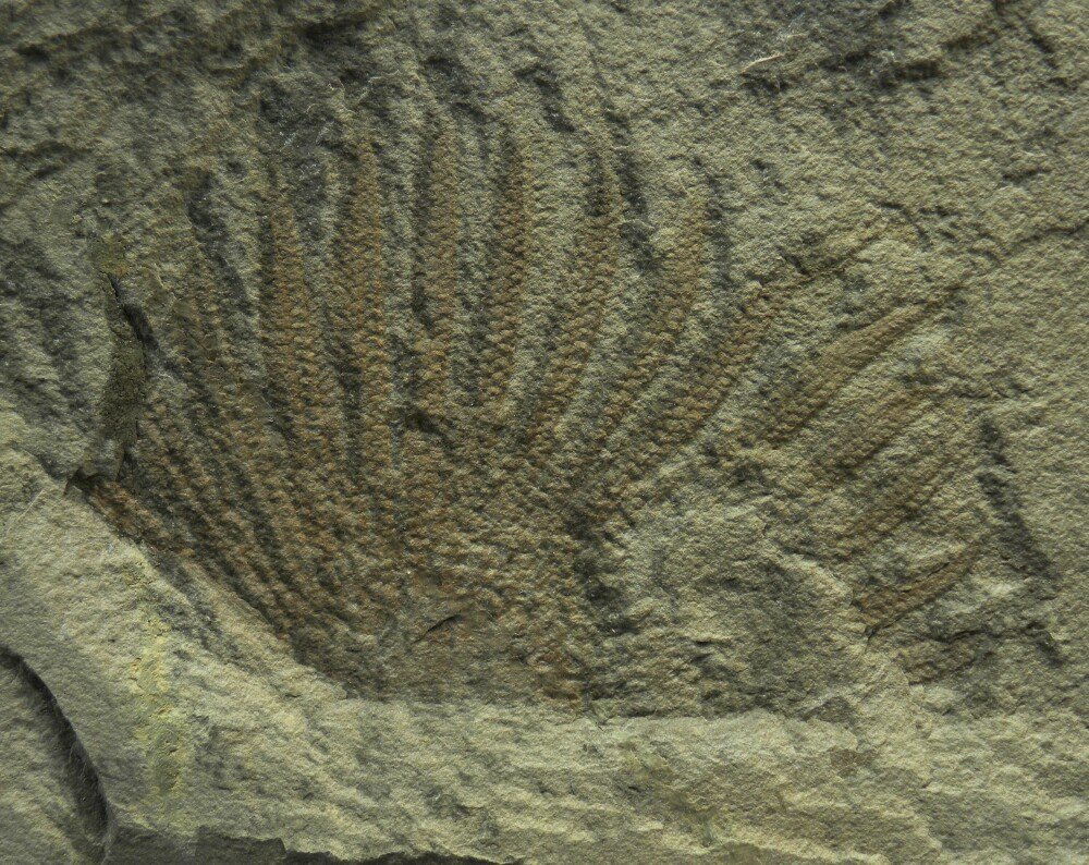Bear Gulch Fossil Starfish