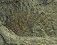 Lepidasterella Fossil Starfish