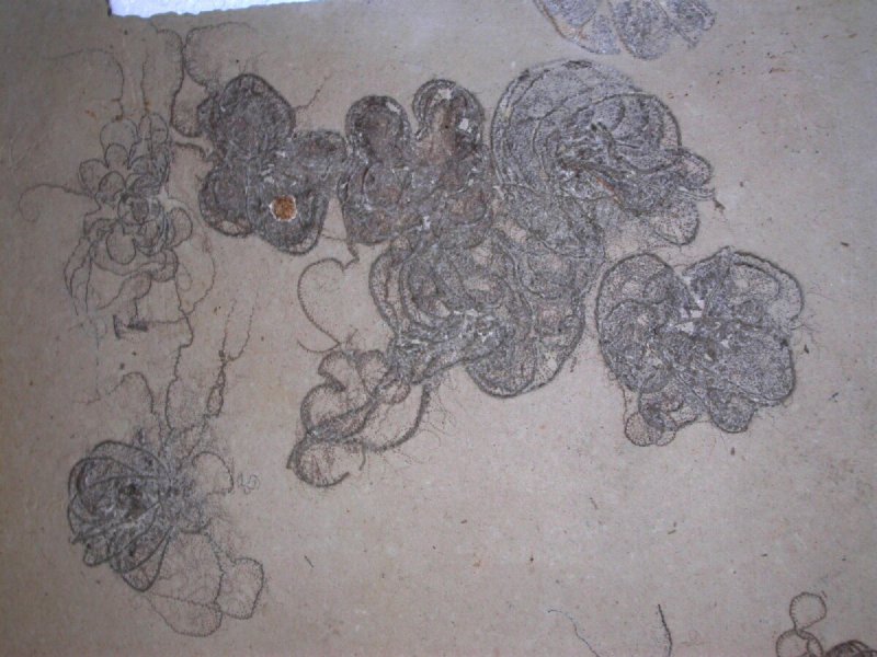 Comaturella Crinoid Death Assemblage