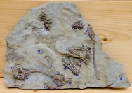 Crawfordsville Crinoid Fossils