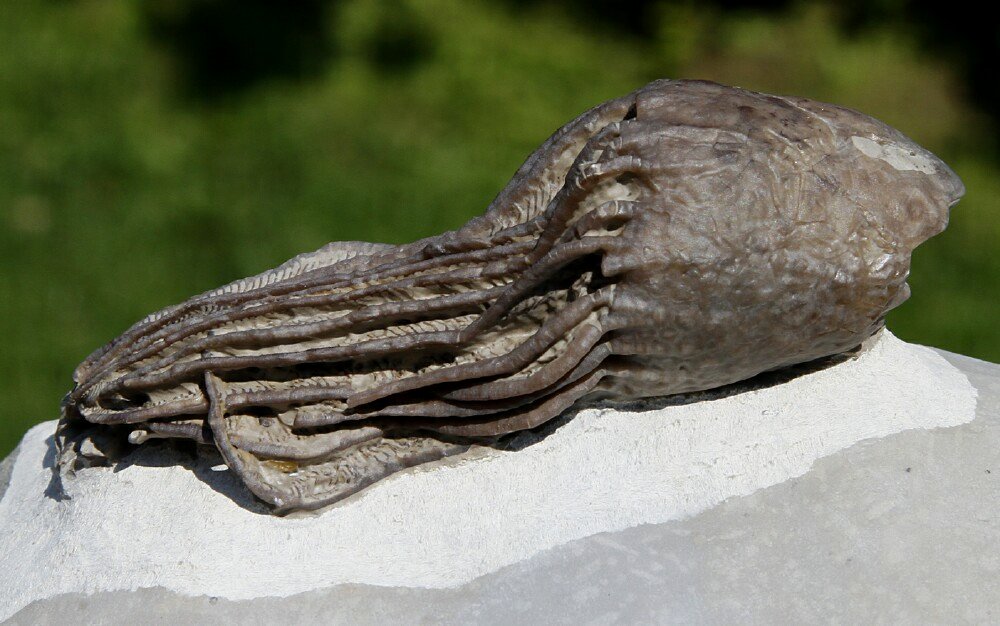 Bucucrinus saccus Silurian Crinoid