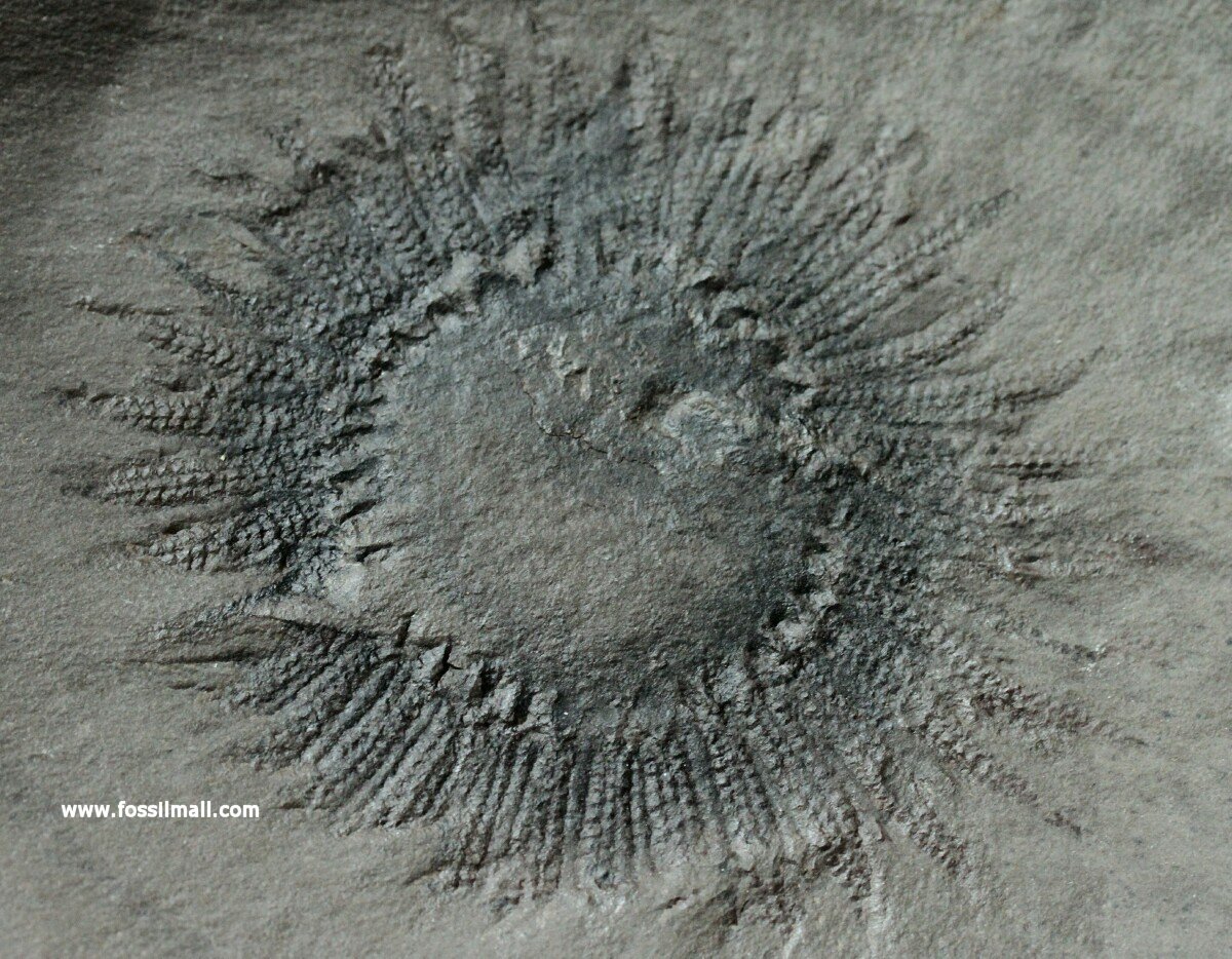 Mississippian Bear Gulch Fossil Starfish
