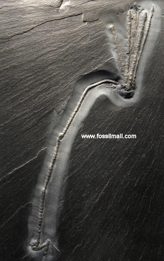 Bundenbach Triacrinus Crinoid