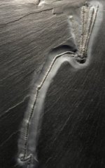 Bundenbach Triacrinus Crinoid Fossil