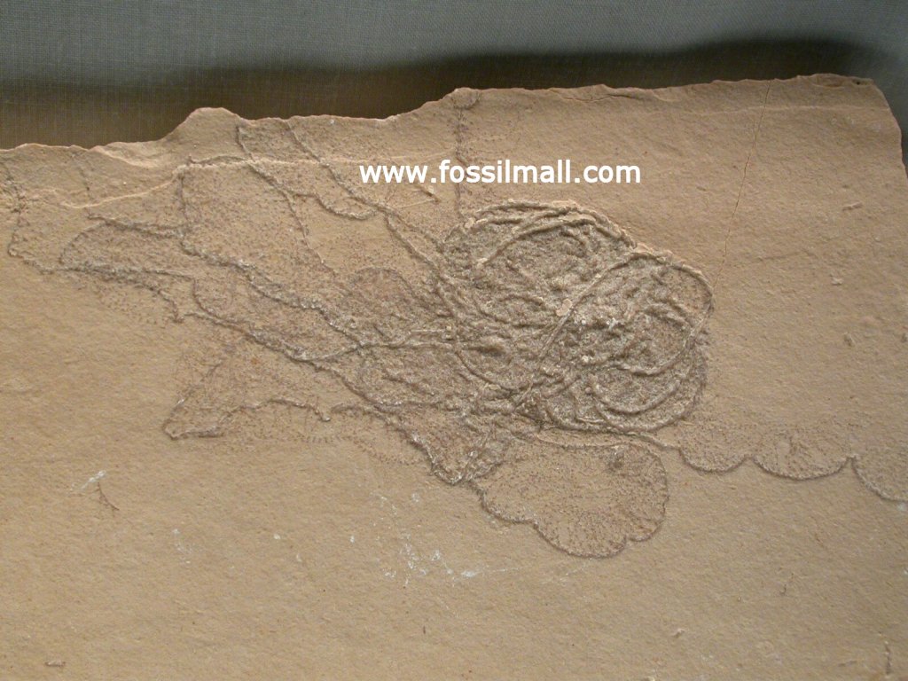 Antedon pinnulata Crinoids