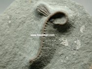 Camptocrinus crawfordsvillensis