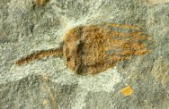 Ordovician Moroccan Crinoid with Globular Calyx