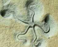 Palaeocoma Brittlestar Fossil