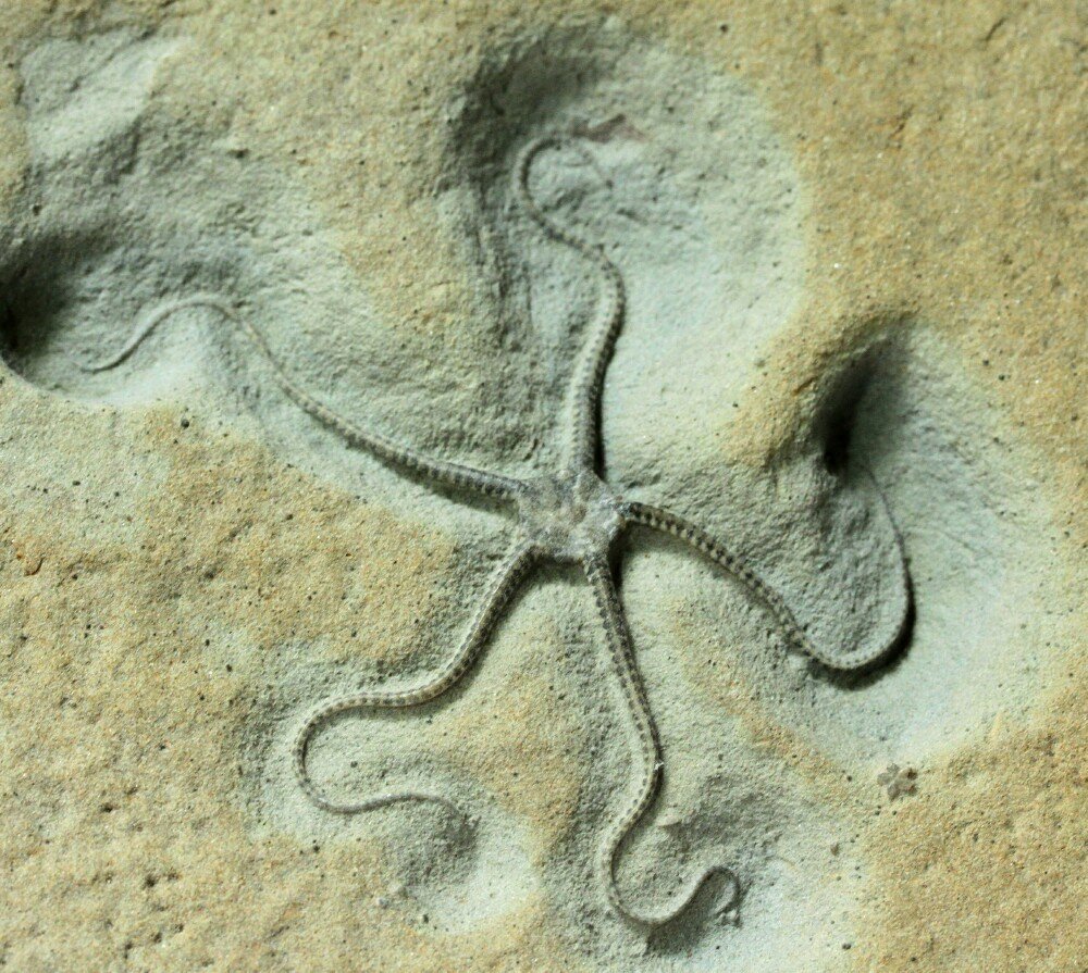 Museum Brittlestar Fossil
