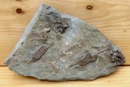 Crawfordsville Crinoids