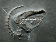 Bundenbach Carpoid fossil