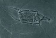 Rhenocystis latipedunculata Bundenbach Carpoid Fossil