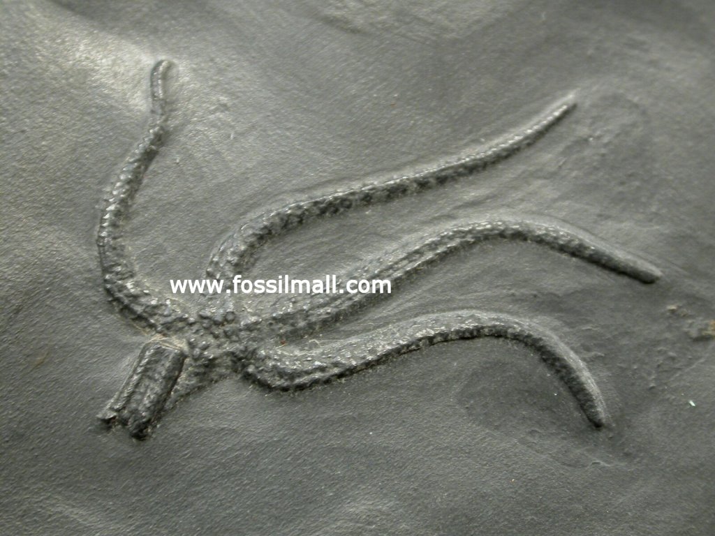 Fossil Bundenbach Hunsruck Slate