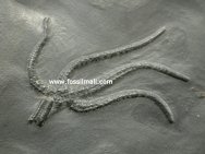 Urasterella asperula fossil