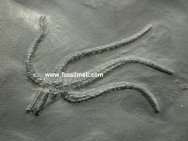 Brittlestar Fossil Bundenbach