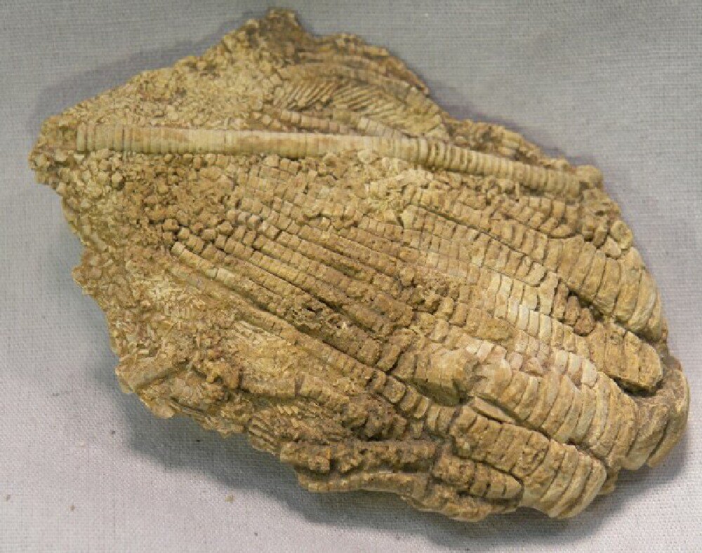 Crinoid Fossil Zeacrinites