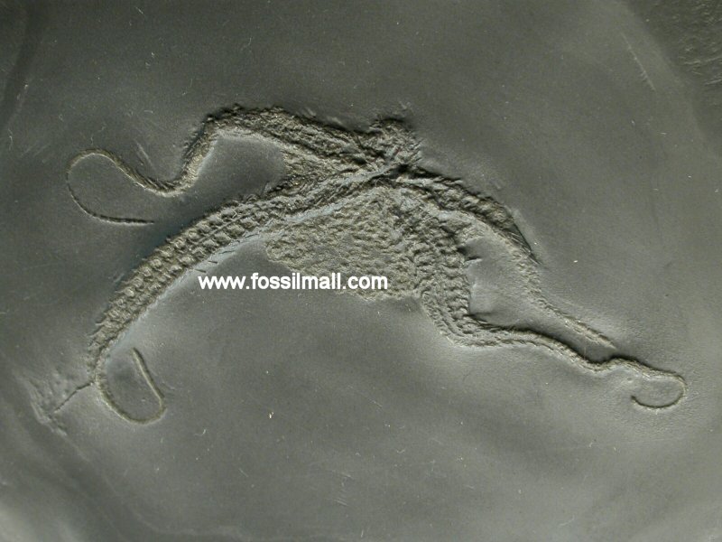 Bundenbach Taeniaster beneckei Brittlestar 