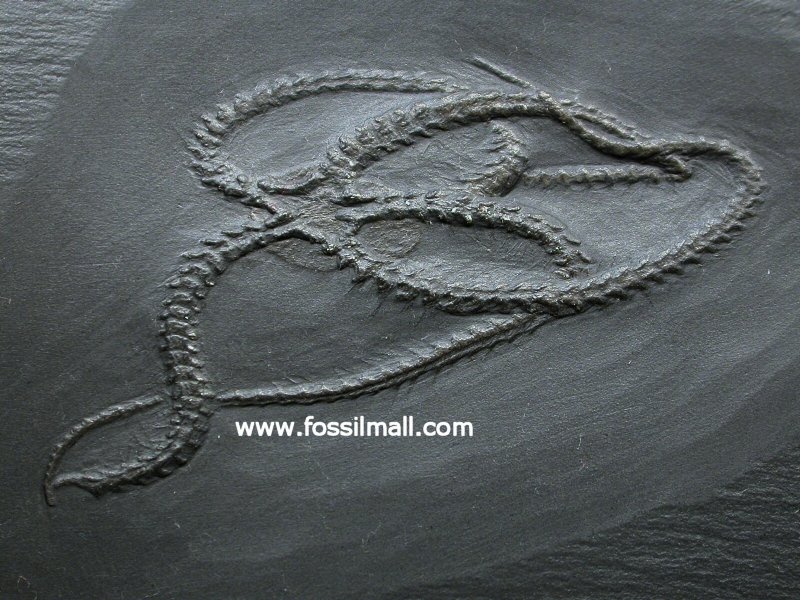 Eospondylus Bundenbach Brittlestar Fossil