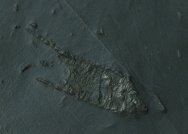 Hunsruck Slate Carpoid Fossil