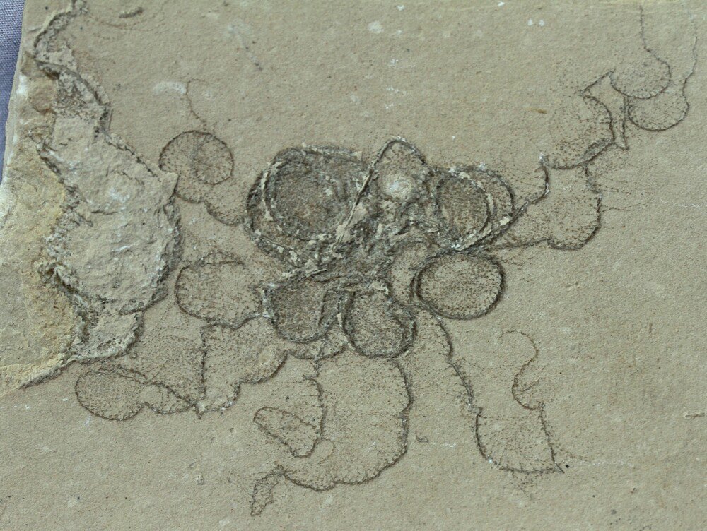 Free-Swimming Crinoid Fossils