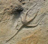 Jurassic Brittlestar Fossil