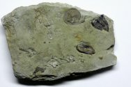 Camerate Crawfordsville Crinoid Camptocrinus