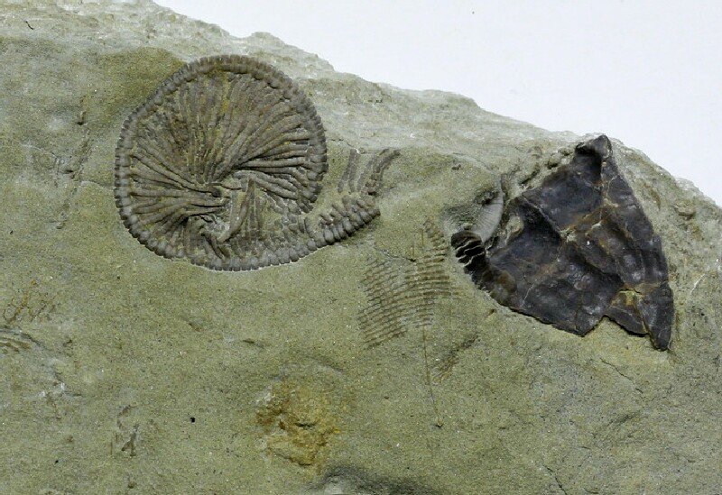 Crawfordsville Crinoid Camptocrinus